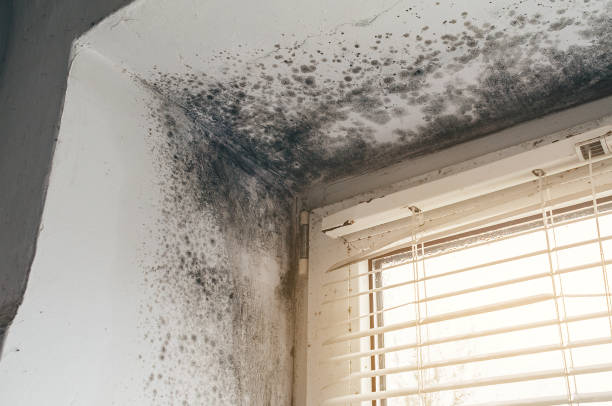 Trusted Mold Testing service in Sims, NC - Cheap Mold Removal